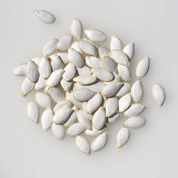 Common  Squash Seed